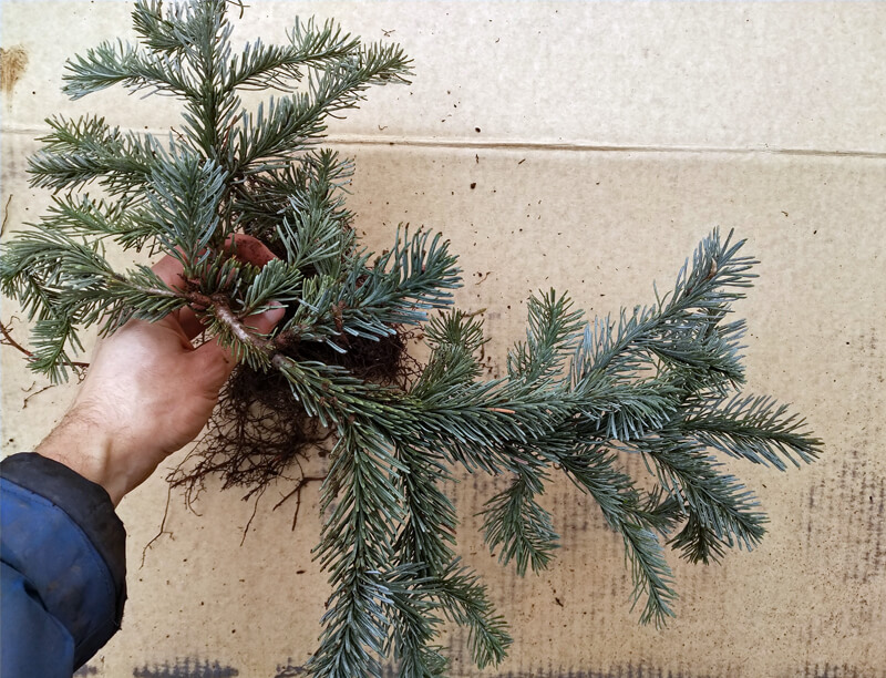 Abies procera 'Glauca Prostrata' - Blue Carpet Noble Fir for sale - Red ...