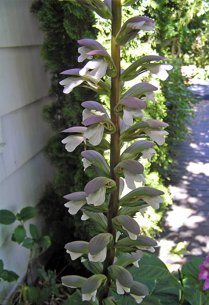 Close up of Acanthus mollis flower spike
