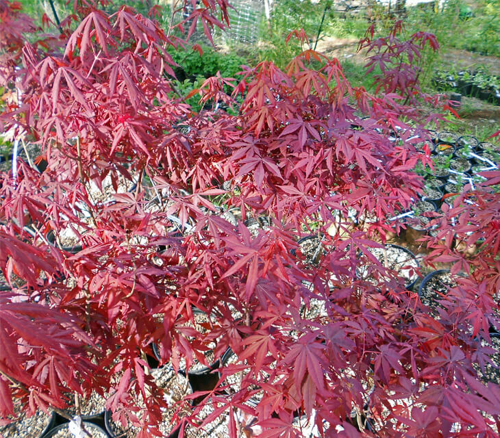 Redleaf Maple Bonsai Tree - Acer palmatum atropurpureum