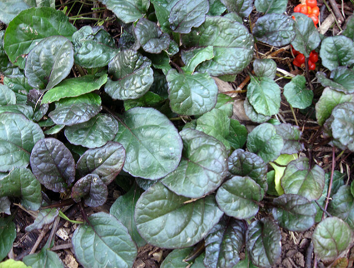 Showing the bronze colored foliage