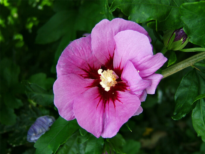 Hibiscus syriacus 'Aphrodite' - Pink and Red Rose of Sharon for sale ...