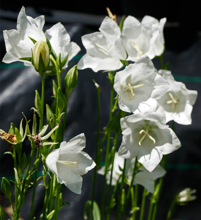 Белые цветы похожие на колокольчики фото и названия