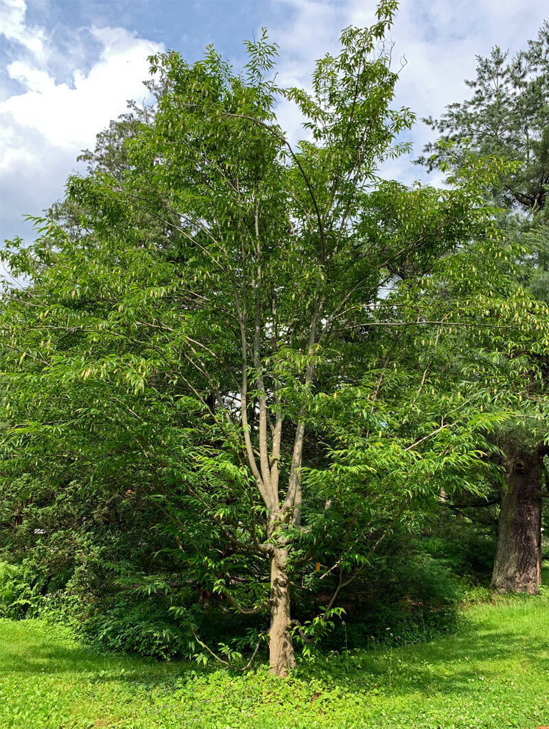 Carpinus japonica - Japanese Hornbeam for sale - Red Panda Nursery