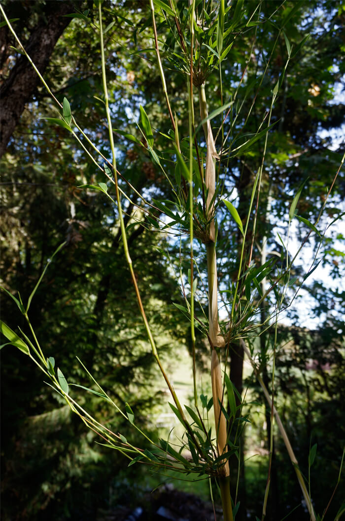 Chusquea gigantea branch node showing the branching pattern