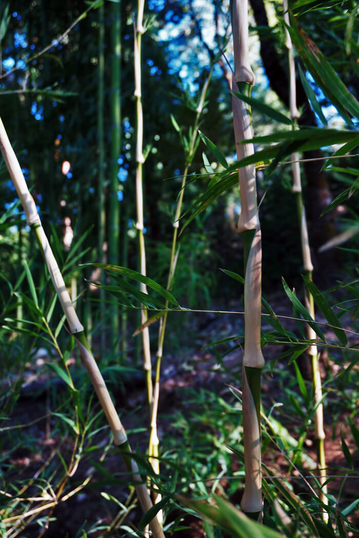 Chusquea gigantea branch node showing the branching pattern