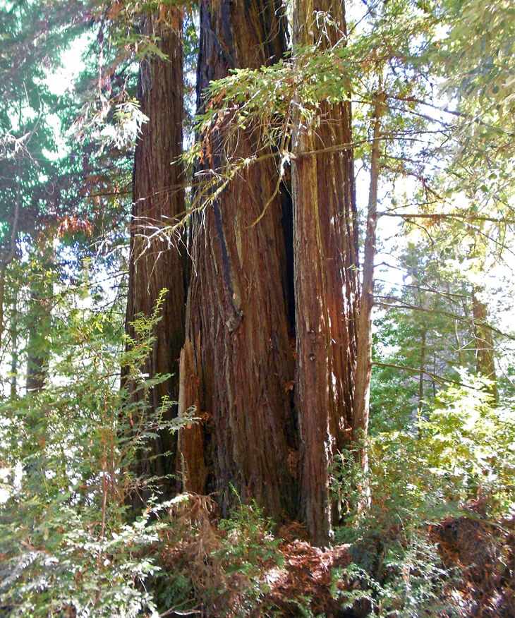 Giant trunk on a coast redwood tree