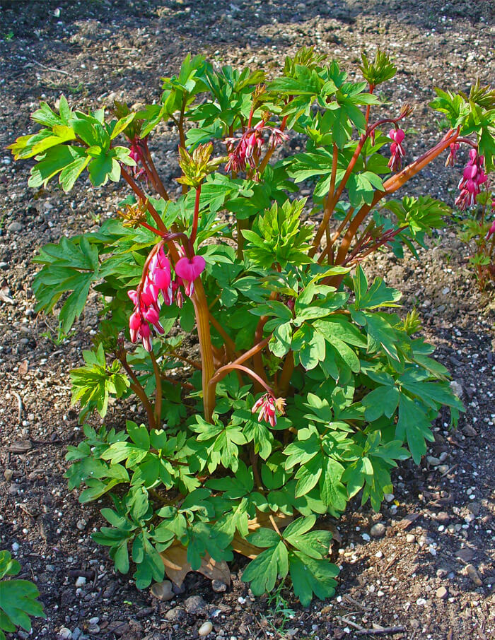 Dicentra spectabilis Bleeding Heart – PlantsInTheCity