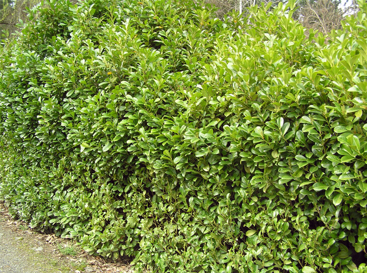 Forming a hedge with English Laurel