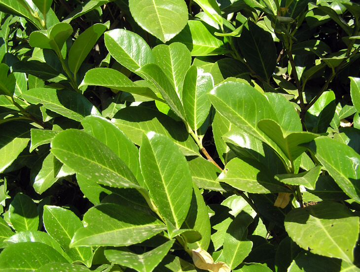 Close up of English Laurel leaves