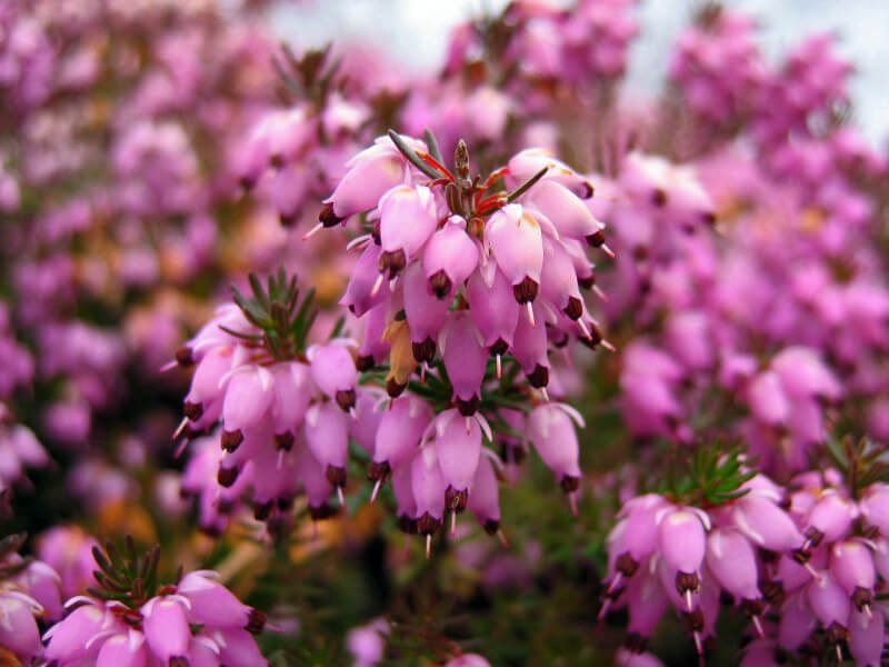 Erica Carnea rose achats avantageux sur