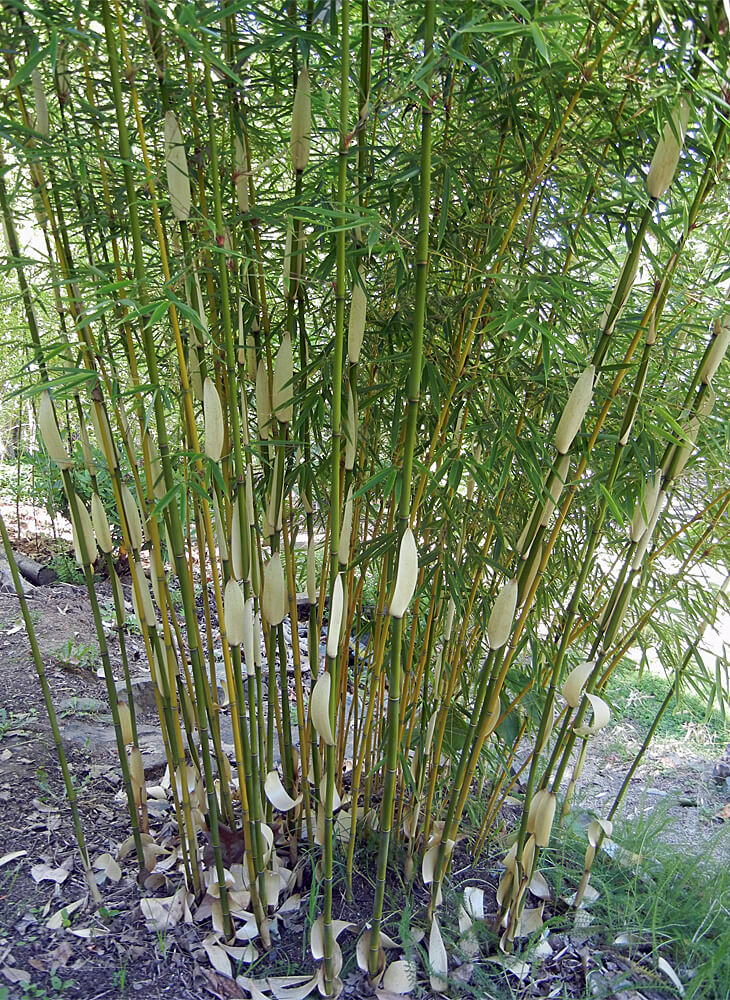 Fargesia Robusta Campbell Upright Clumping Bamboo For Sale Red