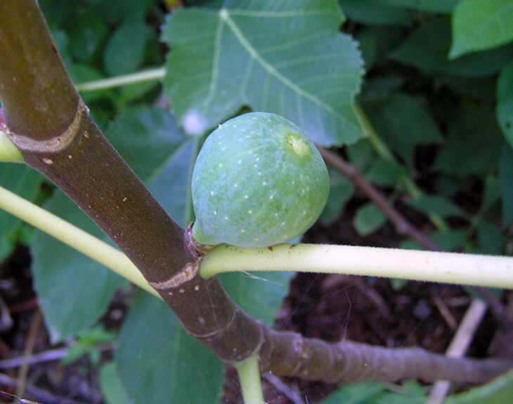 Black Mission Fig fruit form on new growth, which allows for fruit production even the season after a hard freeze causes top damage