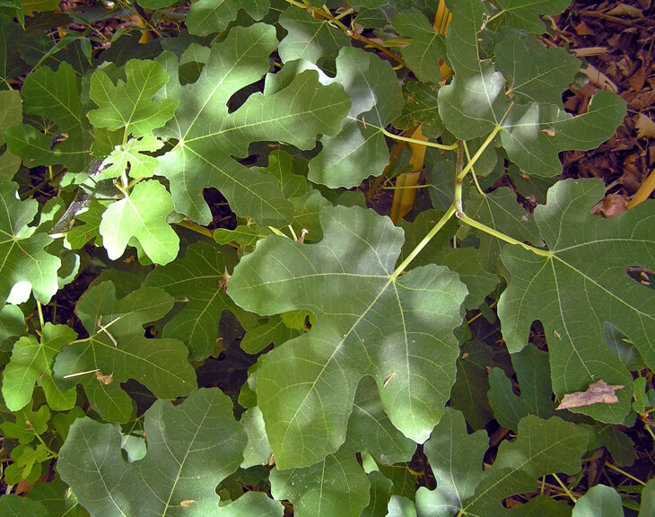Black Mission Fig has large leaves that can measure up to eight inches across.