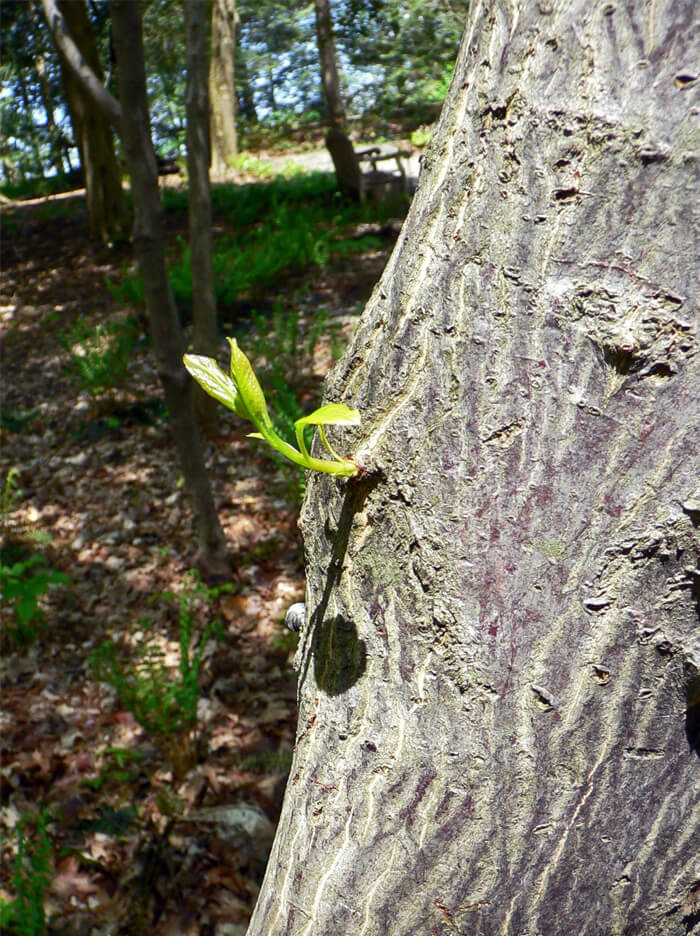 carolina silverbell tree growth rate