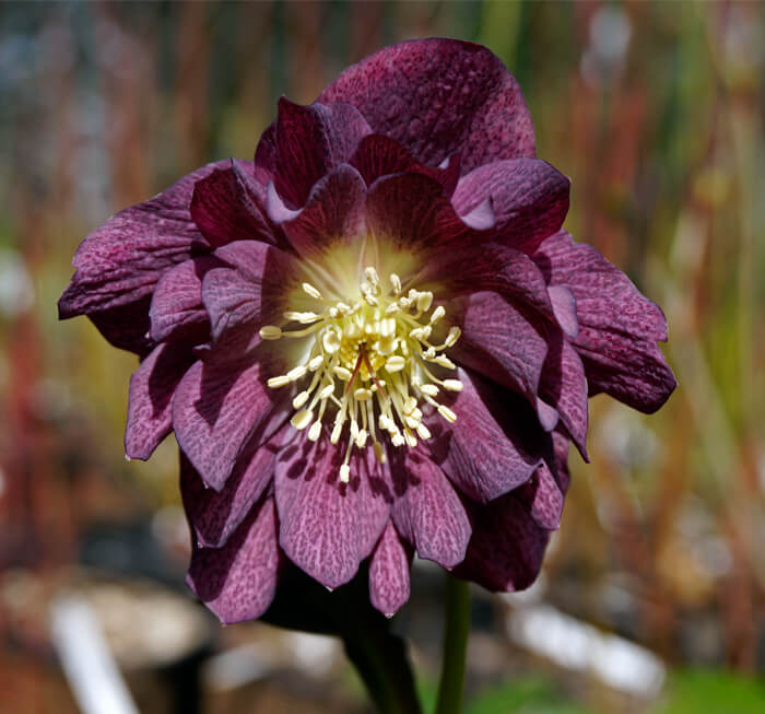 Helleborus 'Ballerina Ruffles' - Double Flowering Hellebore for sale ...