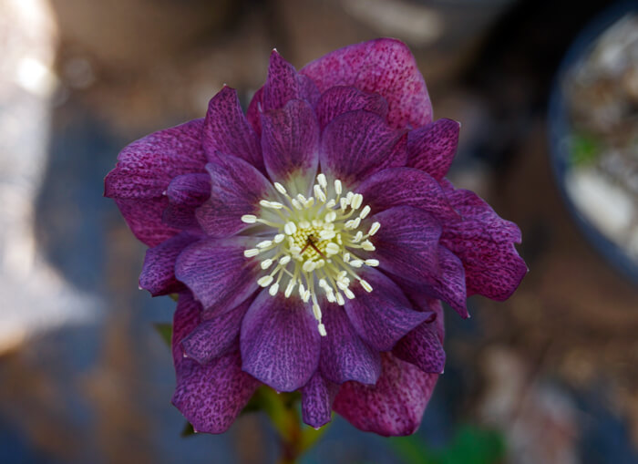 Helleborus ‘Ballerina Ruffles’ - Double Flowering Hellebore for sale