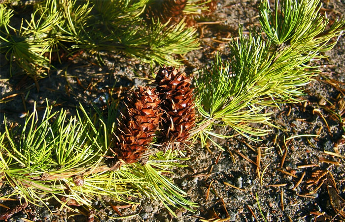 Western Larch Decorative Small Cones Create Rustic Accents