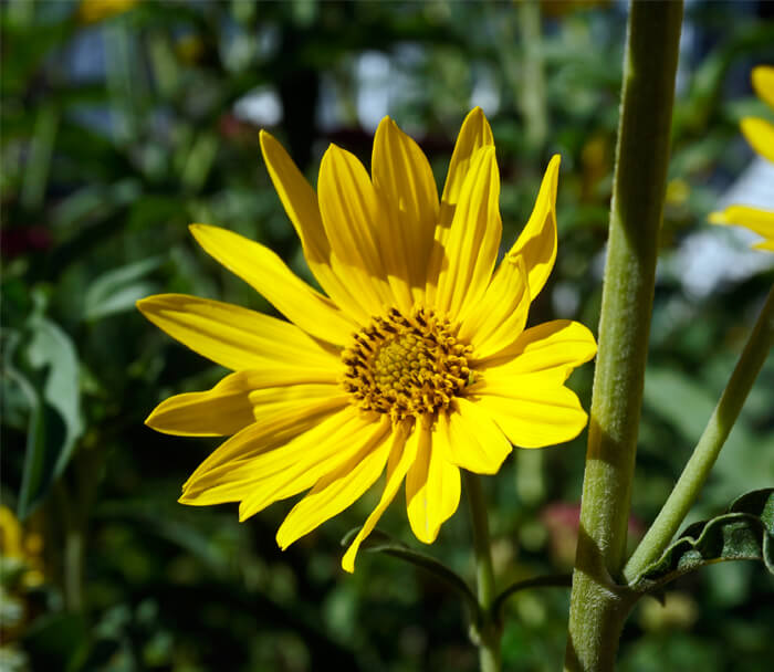 Helianthus maximiliani - Perennial Maximilian Sunflower for sale - Red ...