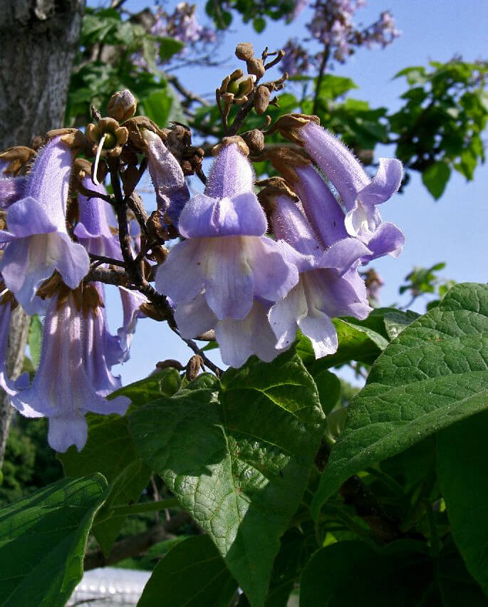 Paulownia - Trees and Shrubs Online