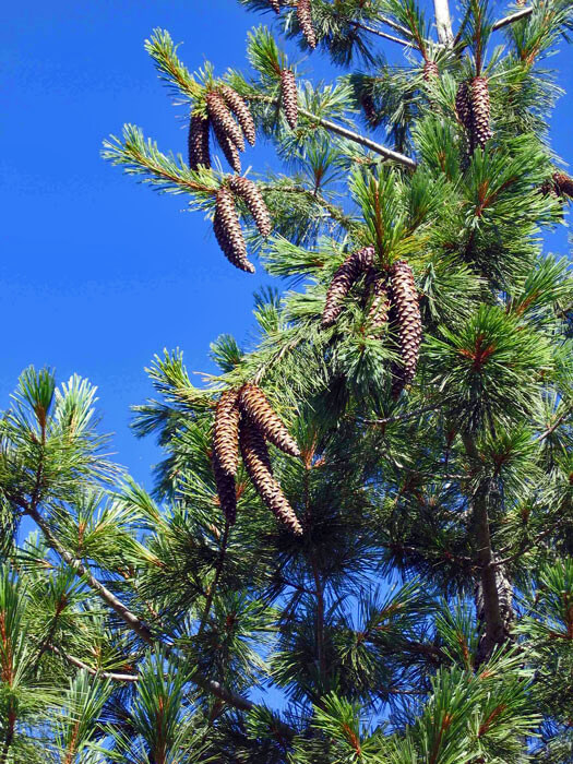 Western White Pine, Pinus monticola