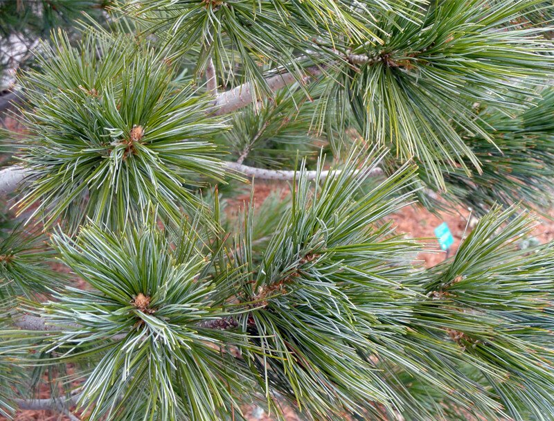 Pinus strobiformis (Southwestern White Pine, Border Pine, Chihuahua Wh –  MySeedsCo