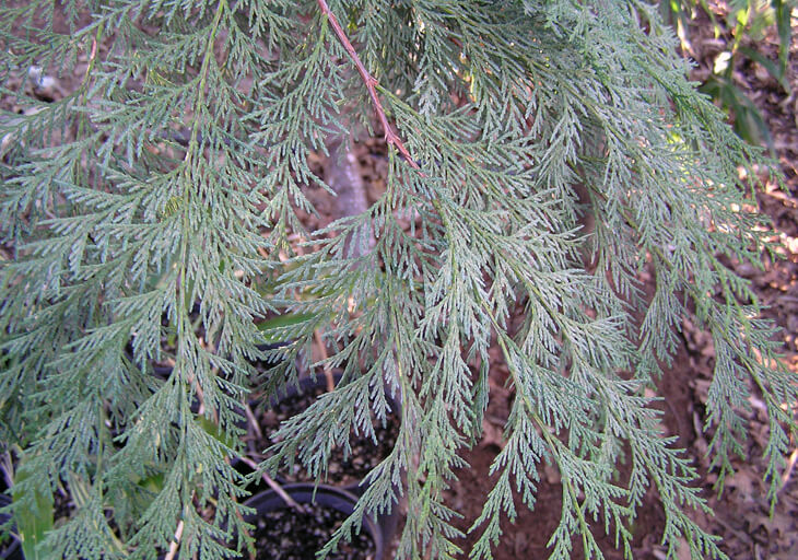 Close up of foliage on Port Orford Cedar