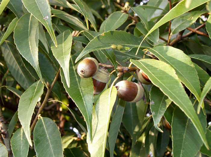 Quercus myrsinifolia - Bamboo Leaf Oak for sale - Red Panda Nursery