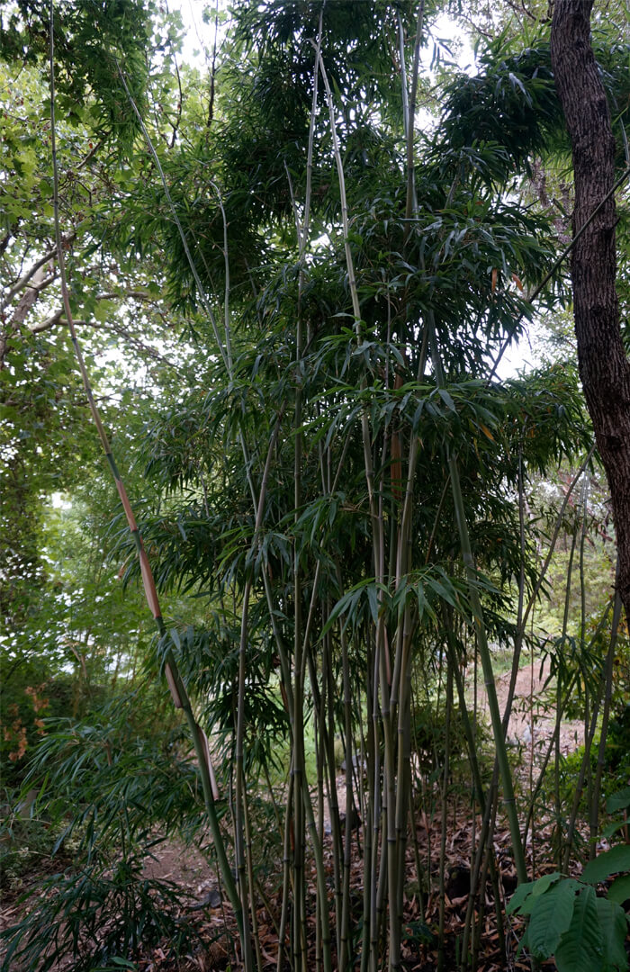 Temple Bamboo