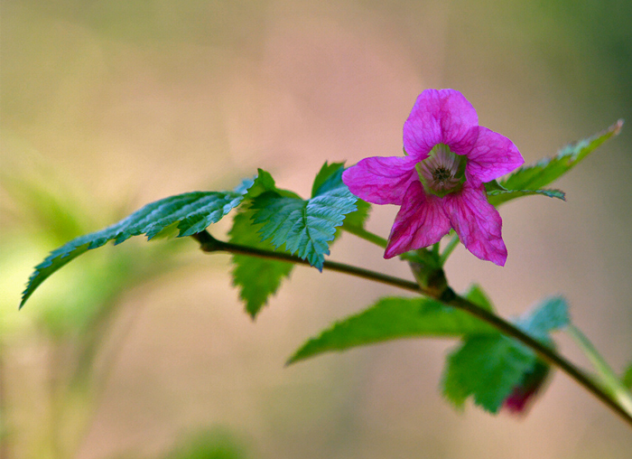 Salmonberry (Rubus spectabilis) beautiful pink - red flowers and golde –  Scenic Hill Farm Nursery