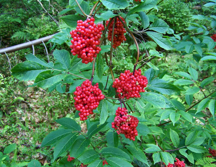 Sambucus racemosa - Red Elderberry for sale - Red Panda Nursery
