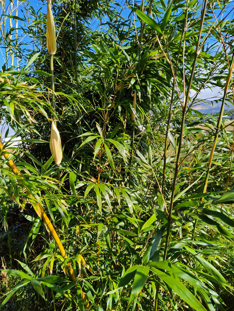 Temple Bamboo 2 Gallon (2'-3' Tall)