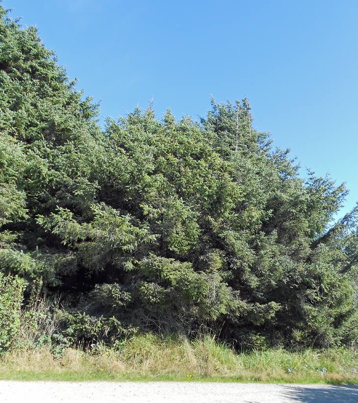 New growth tips on Sitka Spruce