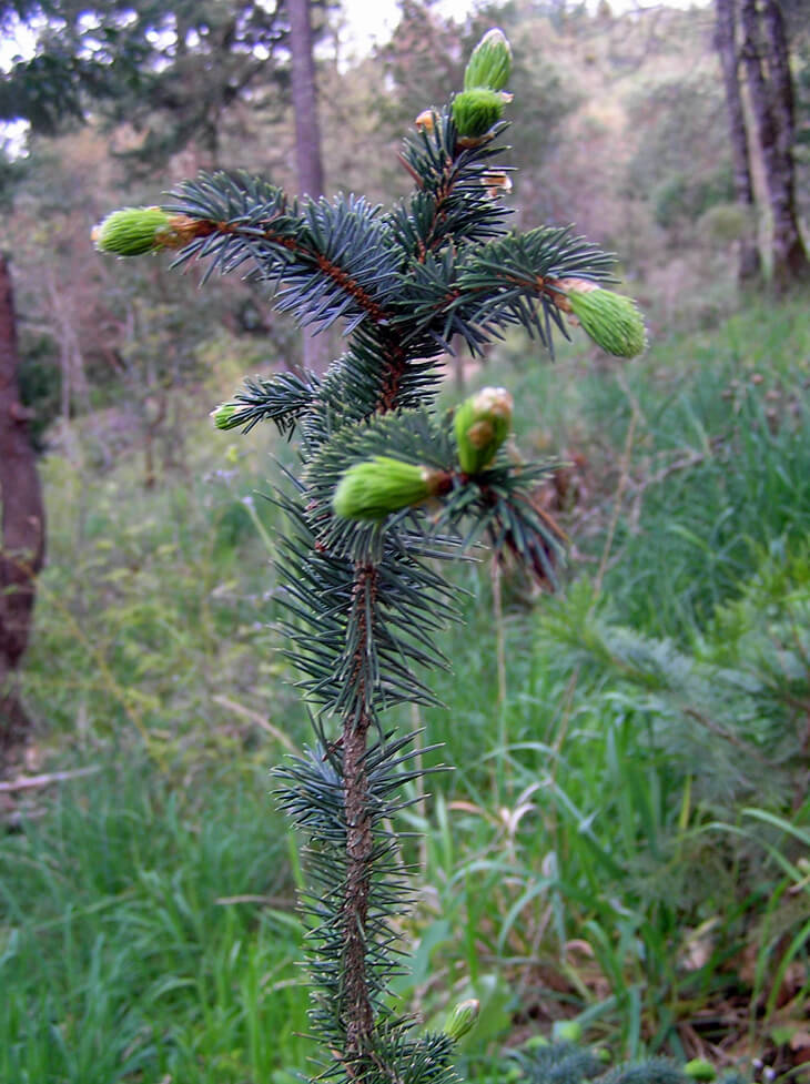 New growth tips on Sitka Spruce