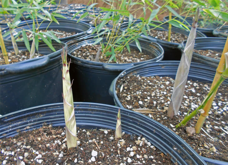 Phyllostachys aureosulcata 'Spectabilis' (green groove bamboo) – Tripple  Brook Farm