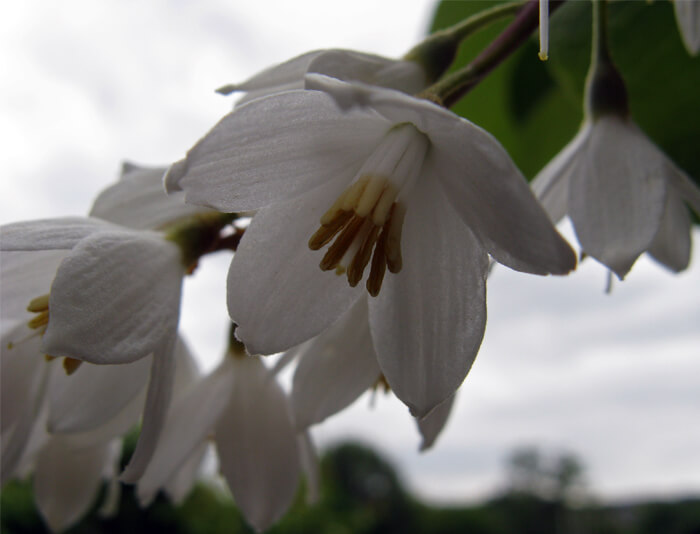 Styrax Obassia Fragrant Japanese Snowbell For Sale Red Panda Nursery 8388