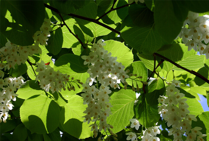 Styrax Obassia Fragrant Japanese Snowbell For Sale Red Panda Nursery 9340