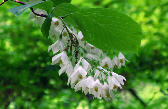 Styrax Obassia Fragrant Japanese Snowbell For Sale Red Panda Nursery 9780