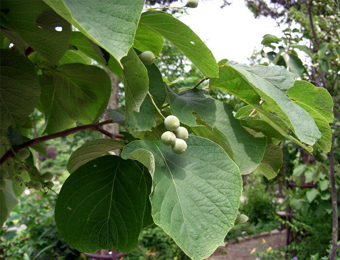 Styrax Obassia Fragrant Japanese Snowbell For Sale Red Panda Nursery 5629