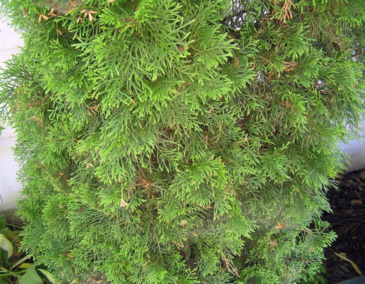 Close up of foliage on Emerald Green Arborvitae