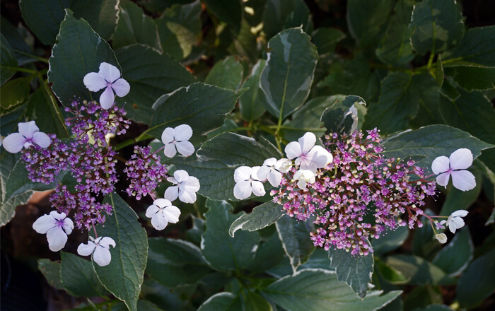 Hydrangea macrophylla Tricolor - Variegated Pink Hydrangea for sale - Red  Panda Nursery