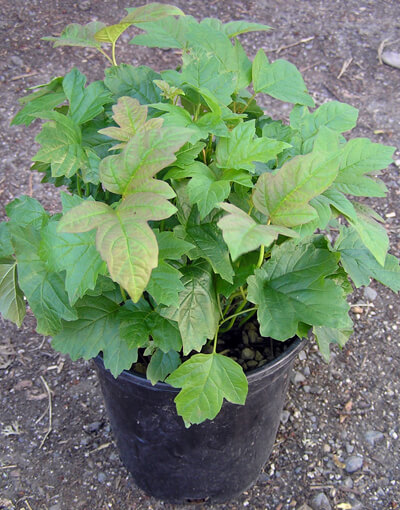 One gallon container of viburnum opulus nanum